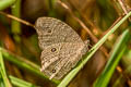 Common Evening Brown Melanitis leda leda