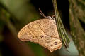 Common Evening Brown Melanitis leda leda