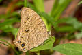 Common Evening Brown Melanitis leda leda