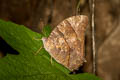 Common Evening Brown Melanitis leda leda