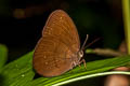 Common Faun Faunis canens arcesilas