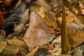 Common Forester Lethe hyrania caerulescens (Step-banded Forester)