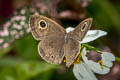 Common Fourring Ypthima heubneri