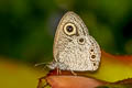 Common Fourring Ypthima heubneri