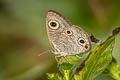 Common Fourring Ypthima heubneri