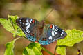 Common Gaucy Baron Euthalia lubentina lubentina