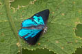 Blue Gem Poritia erycinoides tavoyana