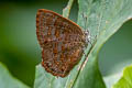 Blue Gem Poritia erycinoides tavoyana