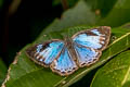 Blue Gem Poritia erycinoides tavoyana