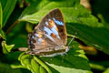 Blue Gem Poritia erycinoides tavoyana