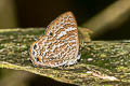 Blue Gem Poritia erycinoides regia