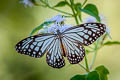 Common Glassy Tiger Parantica aglea melanoides