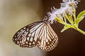 Common Glassy Tiger Parantica aglea melanoides