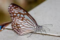 Common Glassy Tiger Parantica aglea melanoides