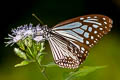 Common Glassy Tiger Parantica aglea melanoides