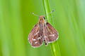 Common Grass Dart Taractrocera maevius sagra