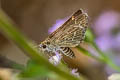 Common Grass Dart Taractrocera maevius sagra