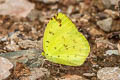 Common Grass Yellow Eurema hecabe hecabe