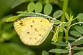 Common Grass Yellow Eurema hecabe hecabe