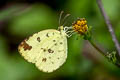 Common Grass Yellow Eurema hecabe hecabe