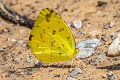 Common Grass Yellow Eurema hecabe hecabe