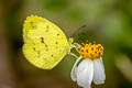 Common Grass Yellow Eurema hecabe hecabe