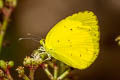 Common Grass Yellow Eurema hecabe hecabe