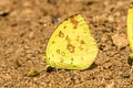 Common Grass Yellow Eurema hecabe hecabe