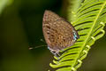 Common Green Oakblue Arhopala eumolphus maxwelli