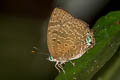 Common Green Oakblue Arhopala eumolphus maxwelli