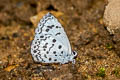 Common Hedge Blue Acytolepis puspa gisca