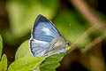 Common Hedge Blue Acytolepis puspa gisca