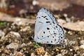 Common Hedge Blue Acytolepis puspa gisca