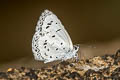 Common Hedge Blue Acytolepis puspa gisca