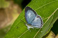 Common Hedge Blue Acytolepis puspa gisca