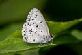 Common Hedge Blue Acytolepis puspa gisca