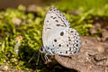 Common Hedge Blue Acytolepis puspa lambi