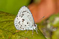 Common Hedge Blue Acytolepis puspa lambi