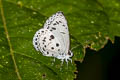 Common Hedge Blue Acytolepis puspa lambi