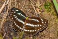 Common Hill Sailor Neptis sappho astola (Himalayan Rusty Sailor)