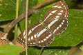 Common Hill Sailor Neptis sappho astola (Himalayan Rusty Sailor)