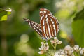 Common Hill Sailor Neptis sappho astola (Himalayan Rusty Sailor)