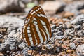 Common Hill Sailor Neptis sappho astola (Himalayan Rusty Sailor)