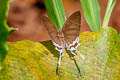 Common Imperial Cheritra freja evansi