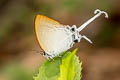 Common Imperial Cheritra freja evansi