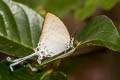 Common Imperial Cheritra freja evansi