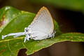 Common Imperial Cheritra freja evansi