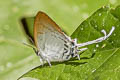 Common Imperial Cheritra freja freja