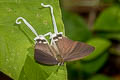 Common Imperial Cheritra freja evansi