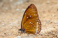 Common Indian Crow Euploea core godartii